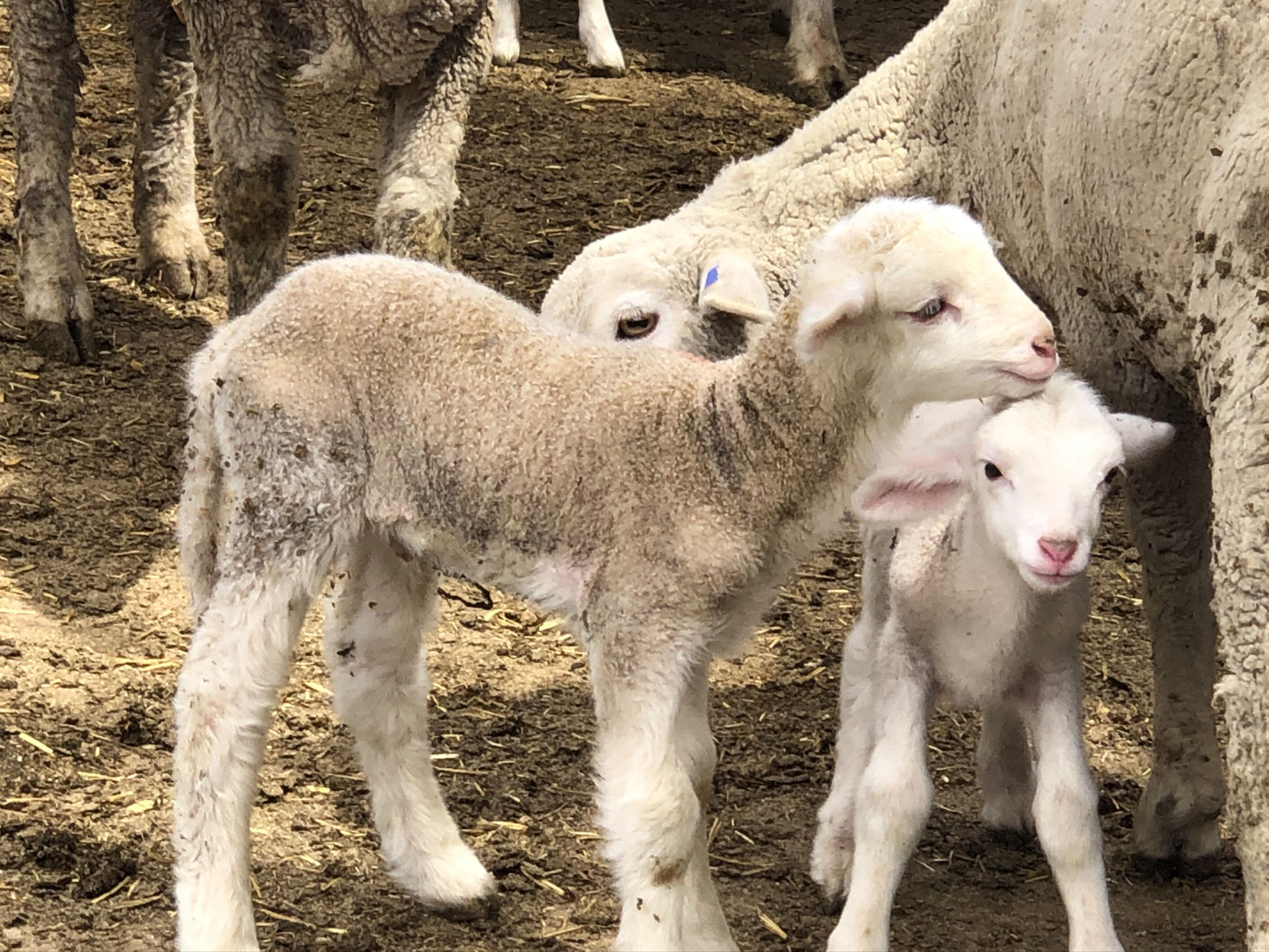 lambs